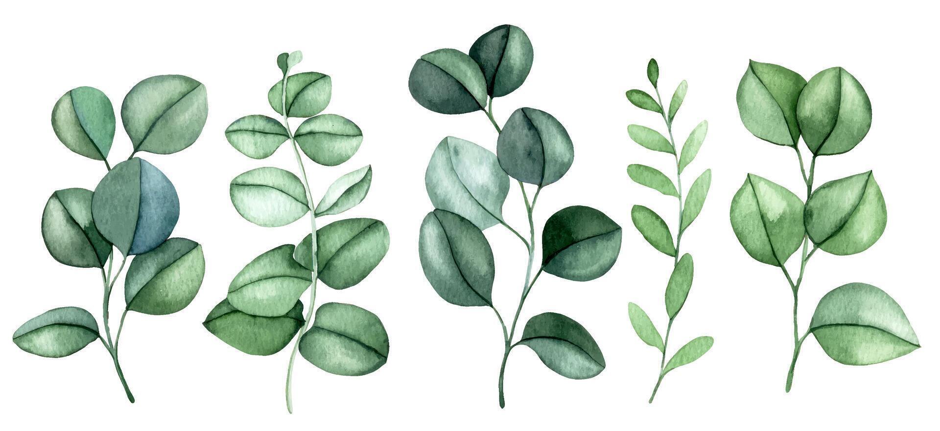 set of eucalyptus leaves. watercolor illustration of green leaves, clipart vector