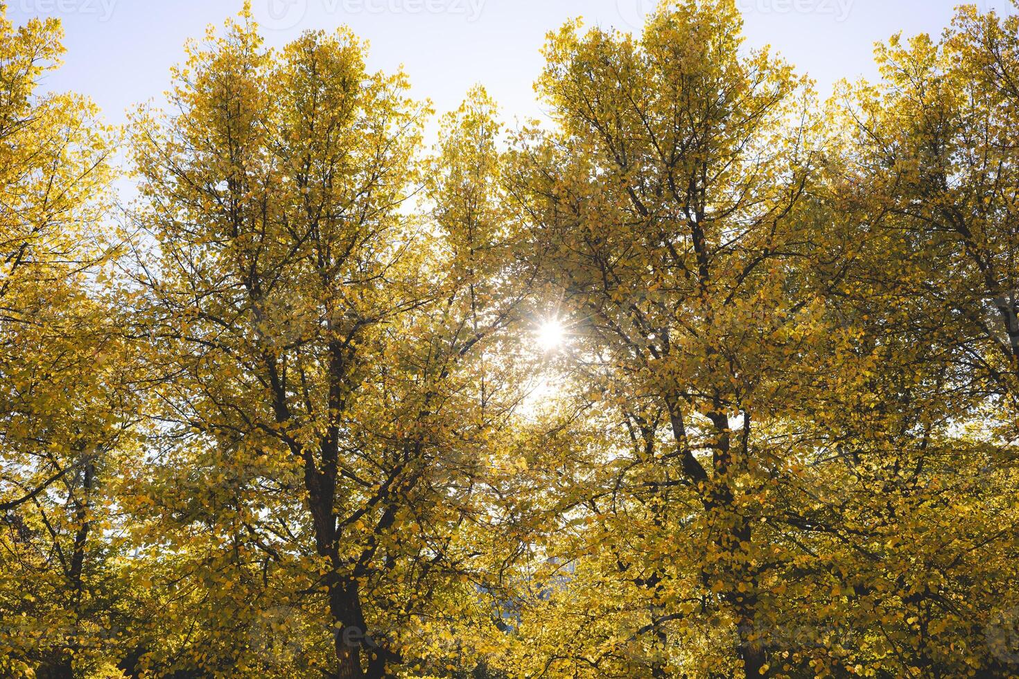 Golden autumn trees in Oslo shine under a clear blue sky, with sunlight beaming through the leaves capturing nature warmest farewell before winter arrival photo