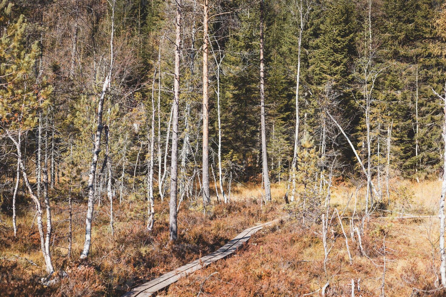 Winding wooden path disappears into the quiet autumn forest of Marka, Oslo, drawing you deep into nature untouched beauty photo