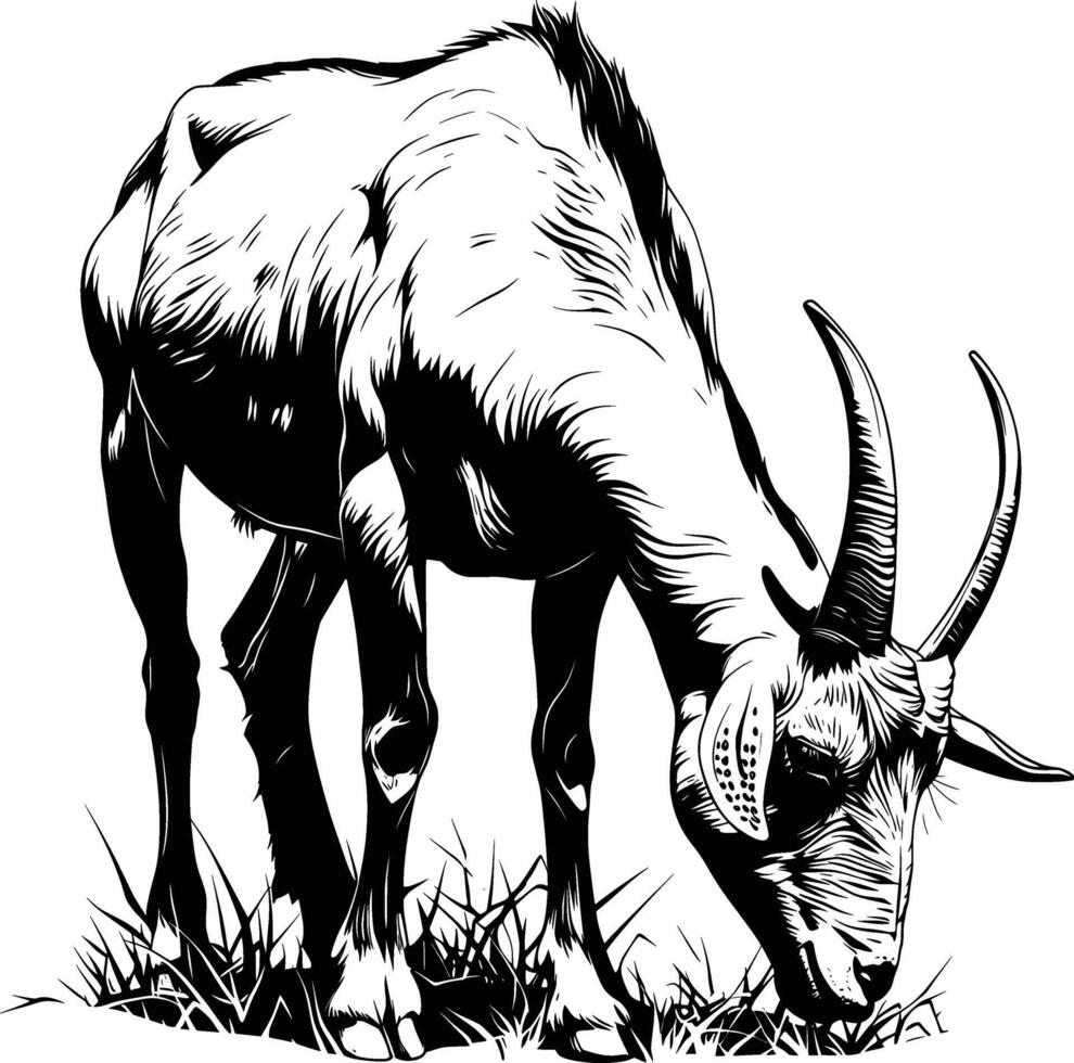 Goat Bending Grazing Black White Line Art Farm Scene vector