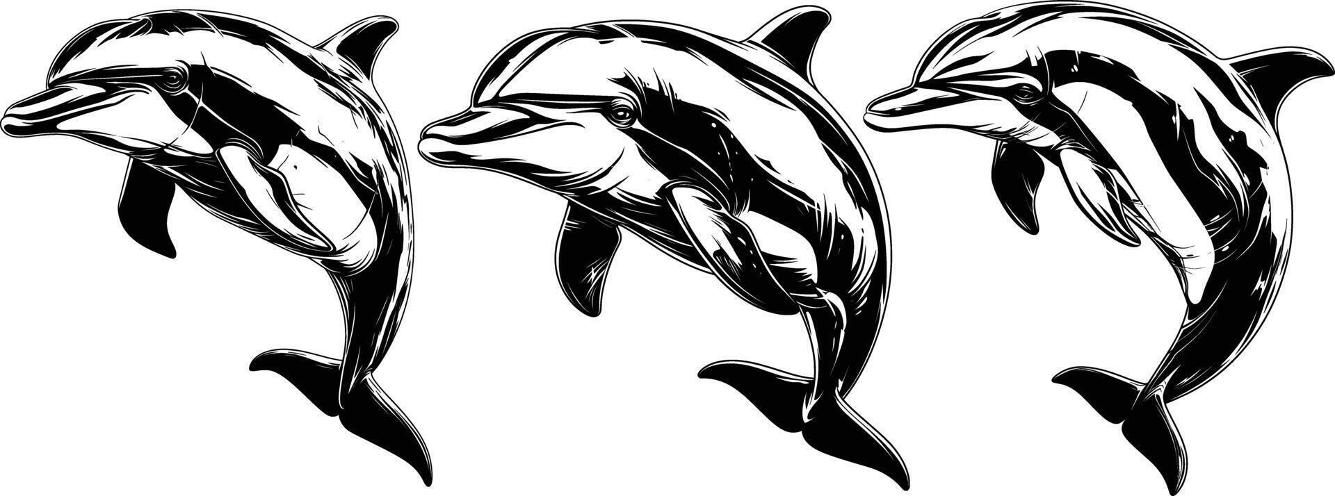Three Dolphins Different Poses Black White Line Art vector
