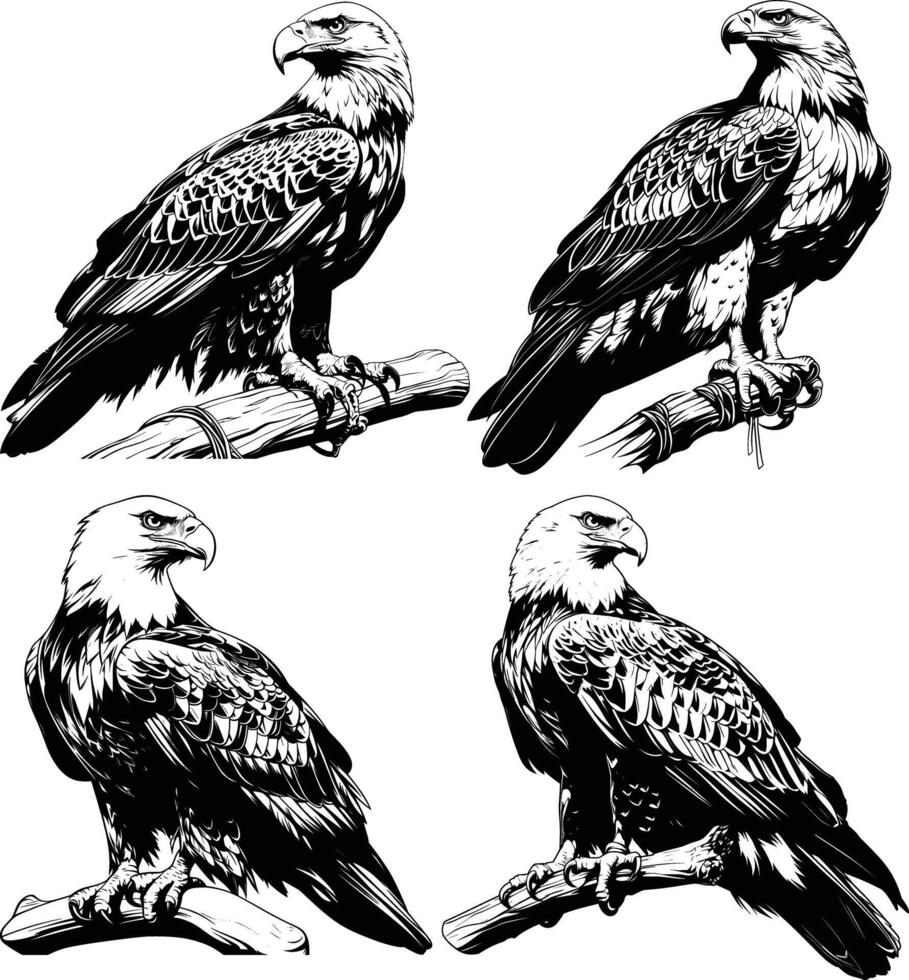 Four Eagles Perched Tree Branches Black White Line Art Raptors vector