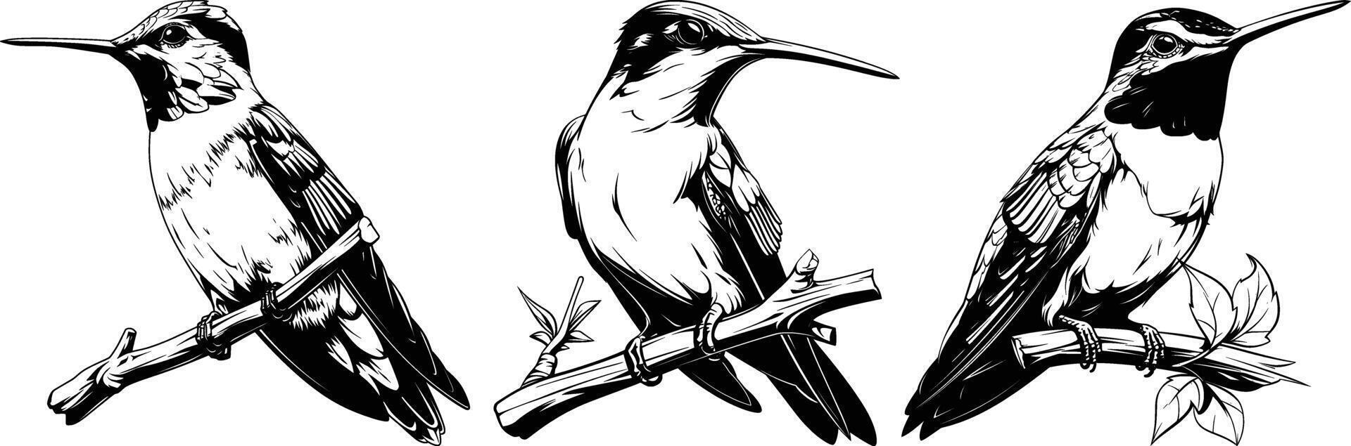 Hummingbirds Perched on Branch Black White Line Art vector