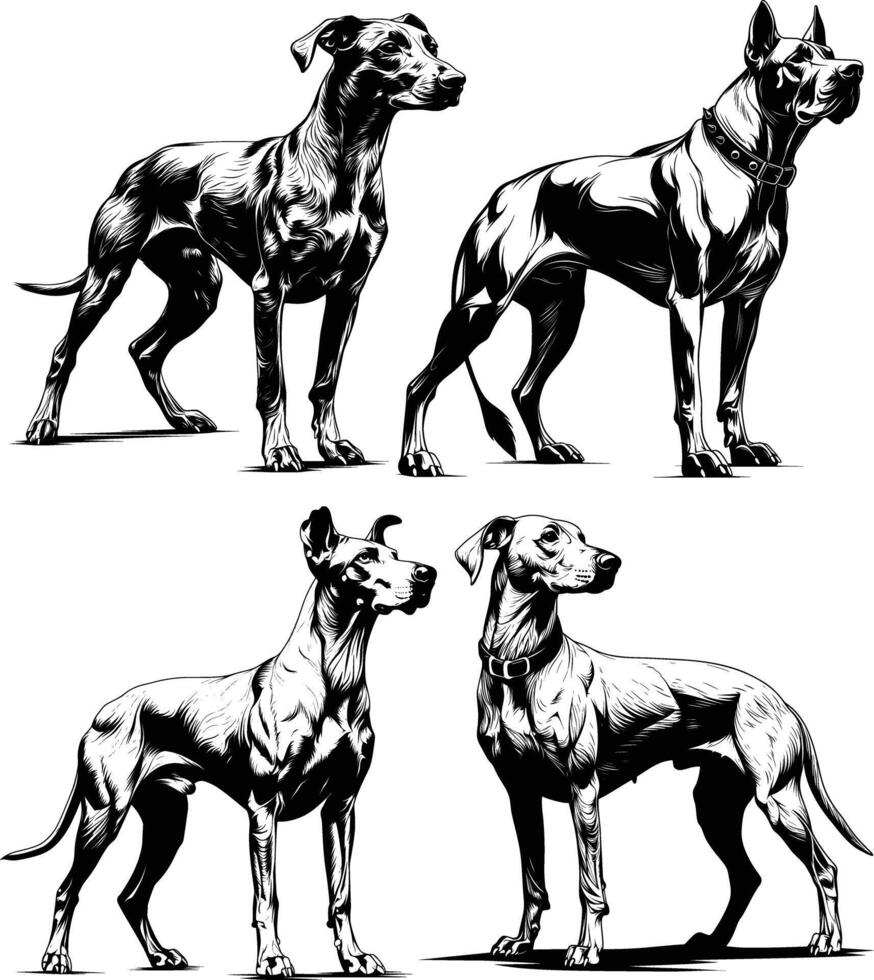Four Dogs Standing Group Formation Black White Line Art vector