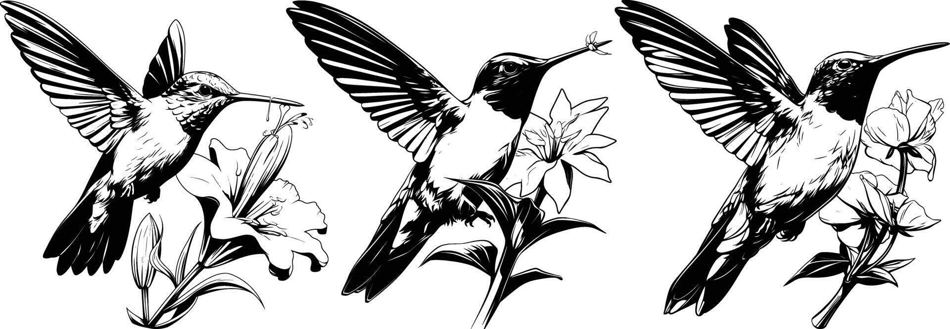 Hummingbird Feeding on Flowers Black White Line Art vector