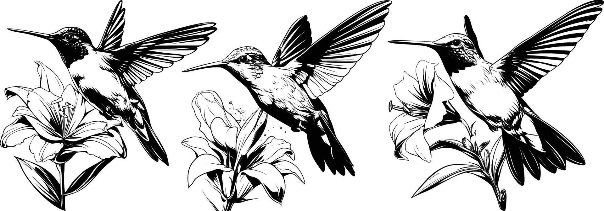 Pair of Hummingbirds with Flowers Line Art Illustration vector