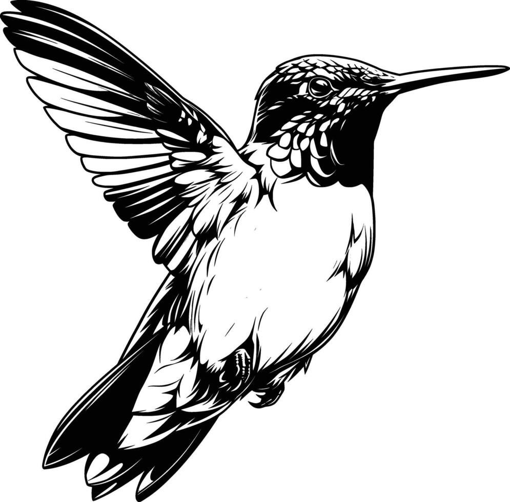 Single Hummingbird in Flight Black White Line Art vector