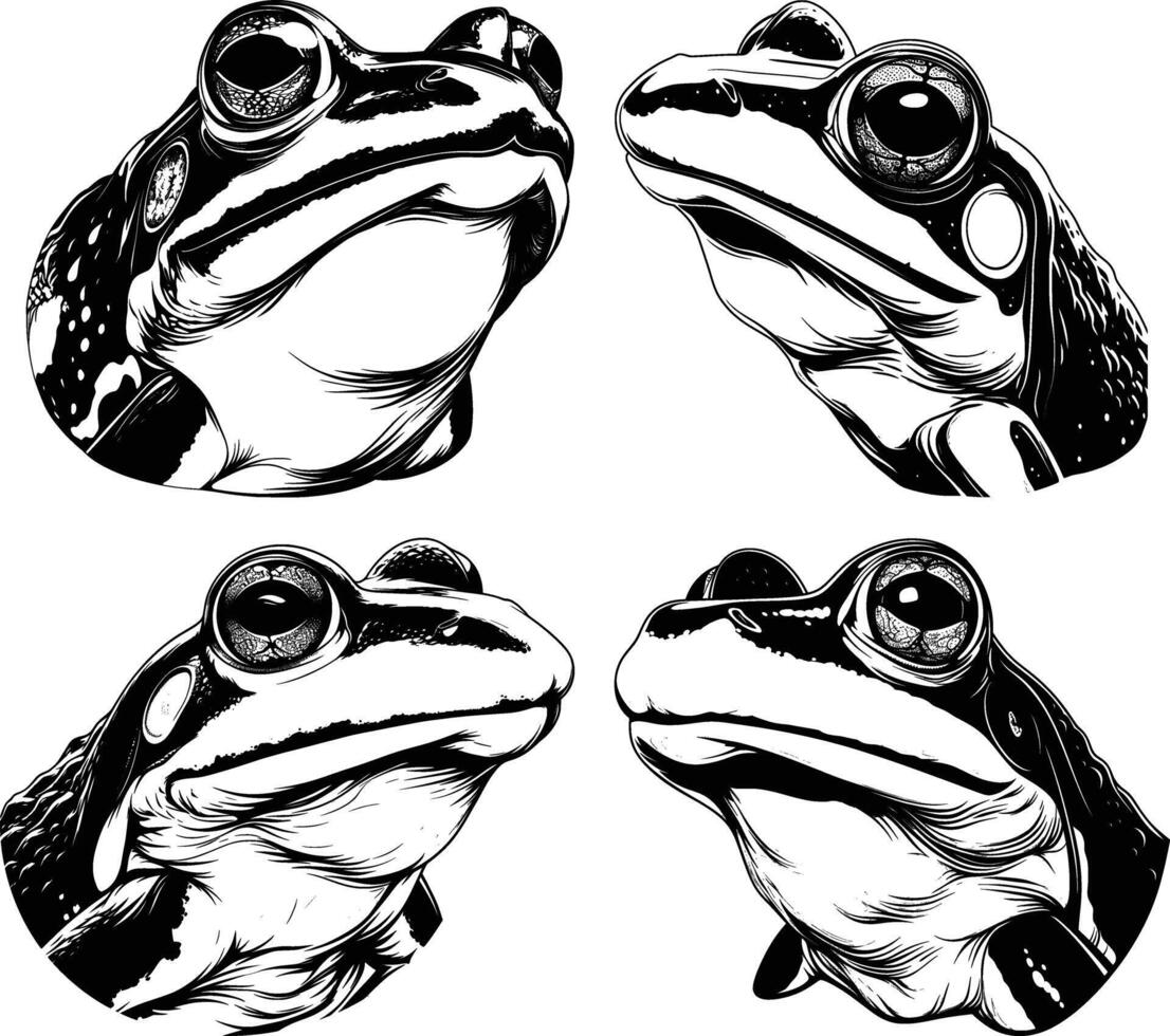 Multiple Frog Head Portraits Black White Line Art Amphibian Faces vector