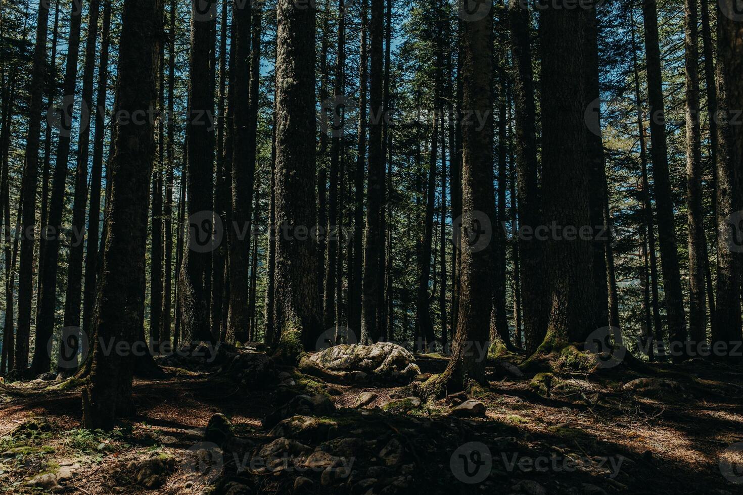 Forest Scene with sun beams. Summer sunny day in a forest of National Park Durmitor, Montenegro. photo