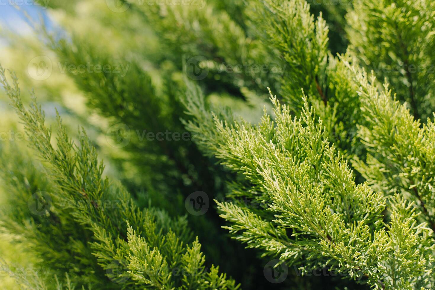 Bright green cypress branches in a blue sky. Close up. photo