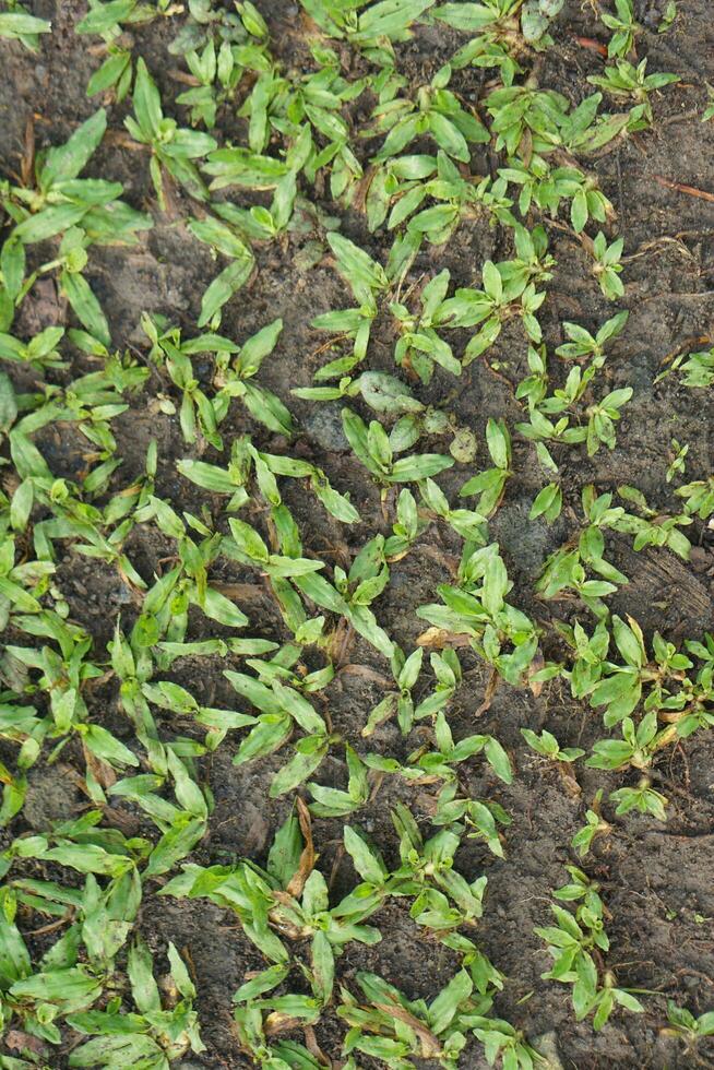 Close-up of vibrant green grass shoots emerging from dark, damp soil in a garden photo