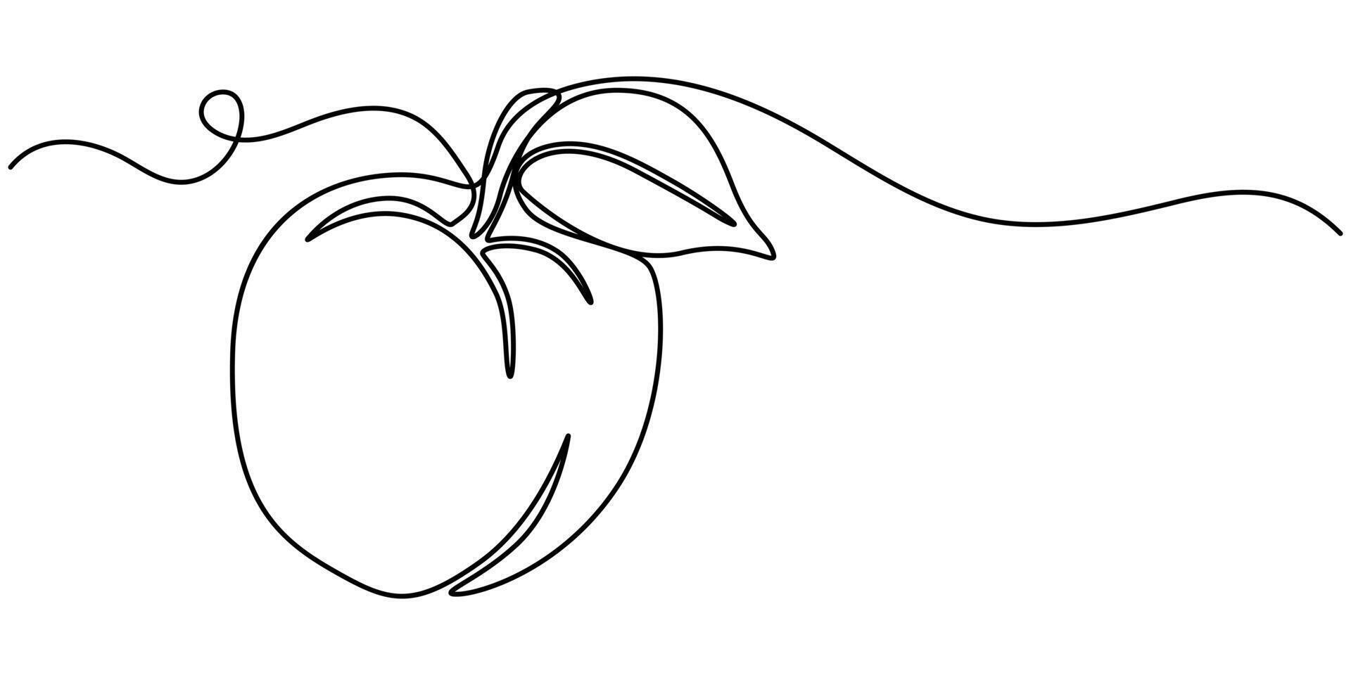 Apricot illustration. One line drawing art illustration with lettering organic apricot, peach vector