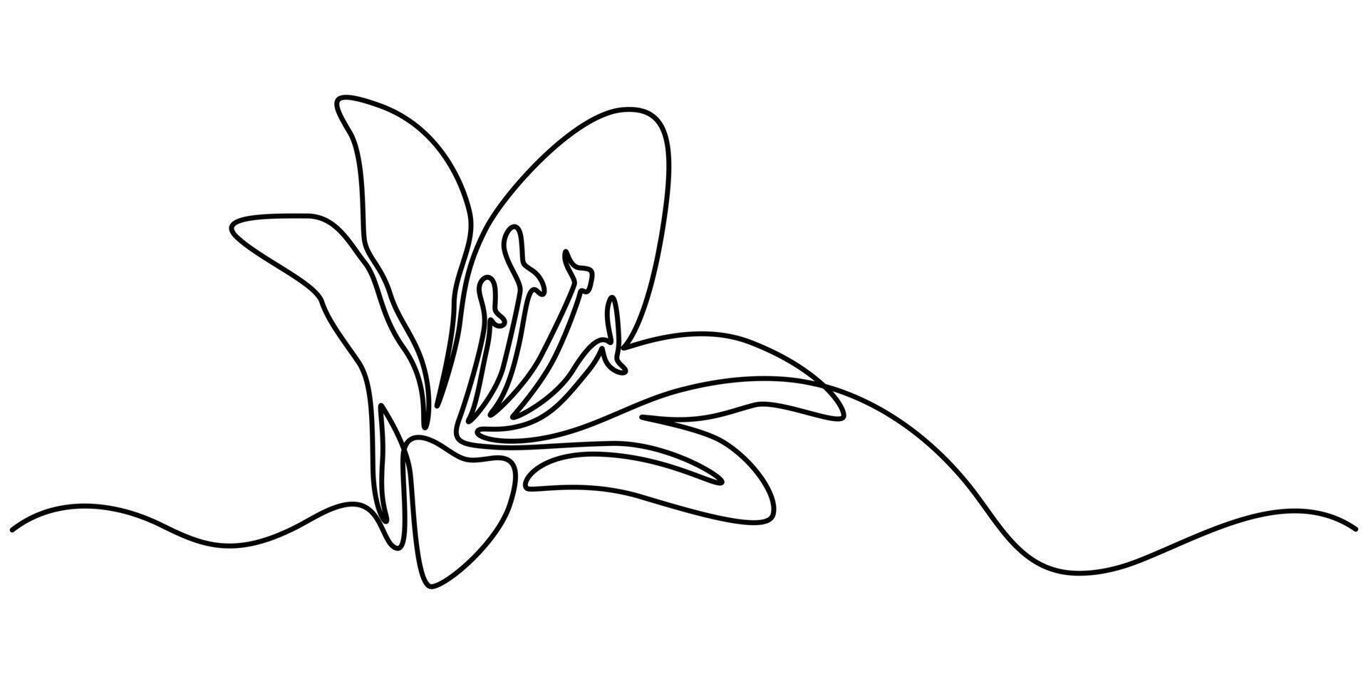 Single Continuous One Line Drawing Lily Flower Drawing, Minimalist Art. vector