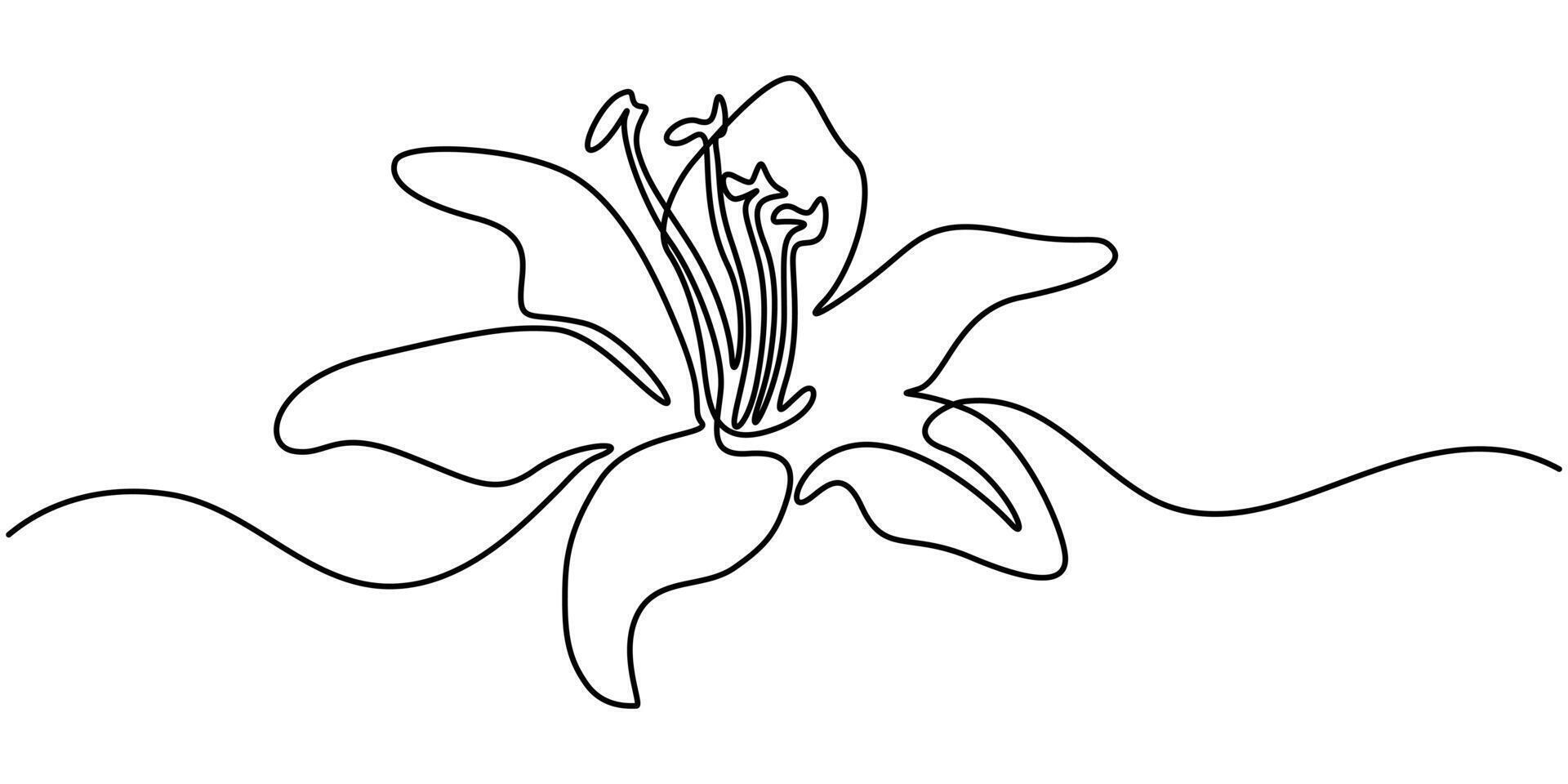 lily flower in full bloom continuous one line drawing illustration vector