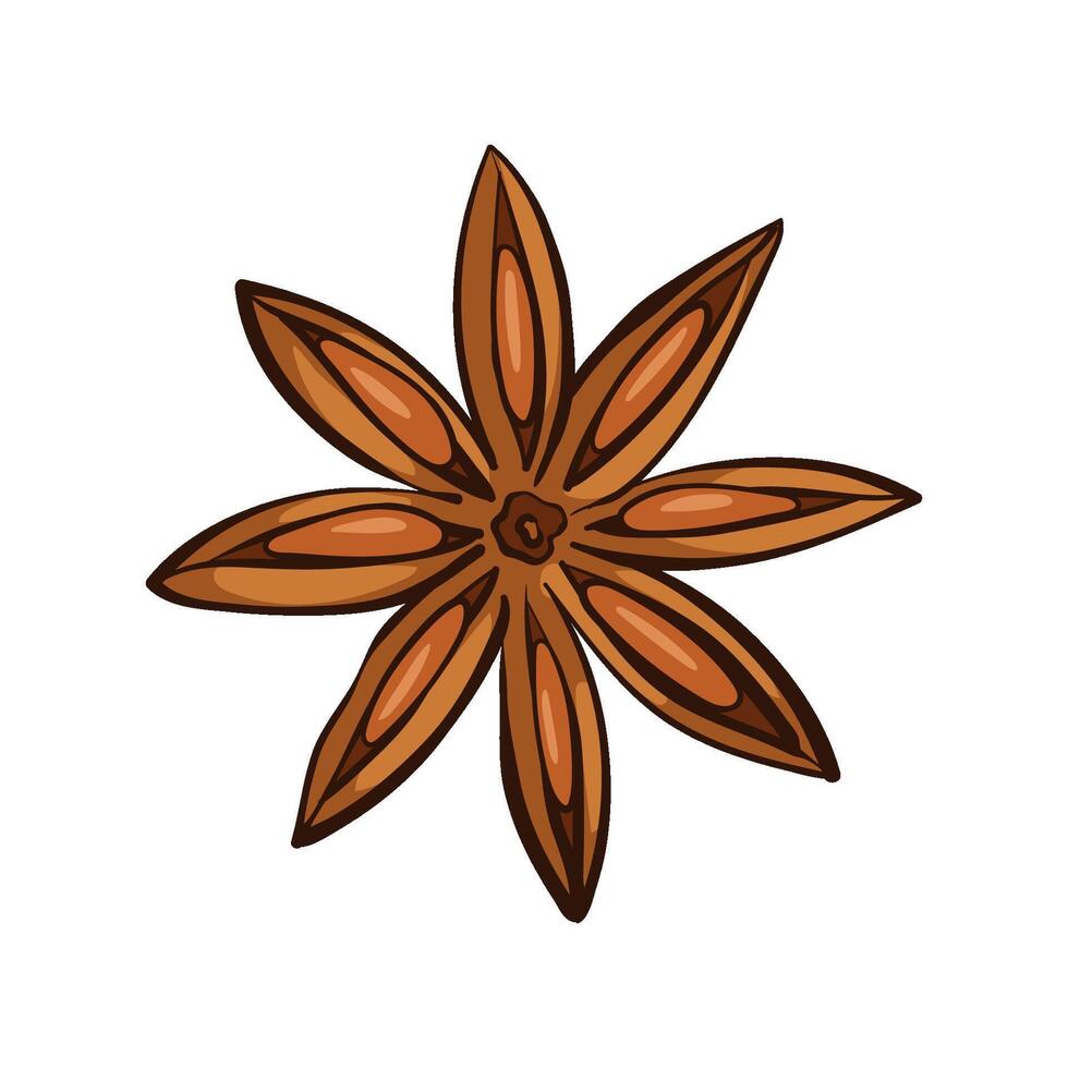 Star anise. Aromatic spice used in cooking, baking, and traditional medicine. illustration in hand-drawn style, isolated on white background vector