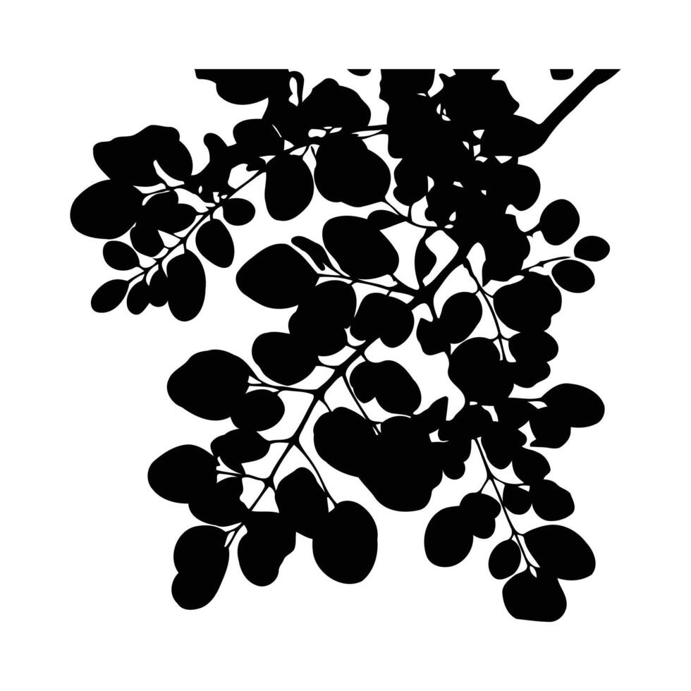 Black Silhouette Moringa Branch Fresh Leaves Isolated White Background Graphic vector