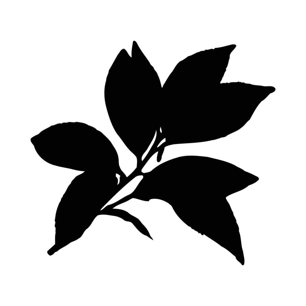 Black Silhouette Green Tea Leaves Branch Isolated White Background Botanical Illustration vector