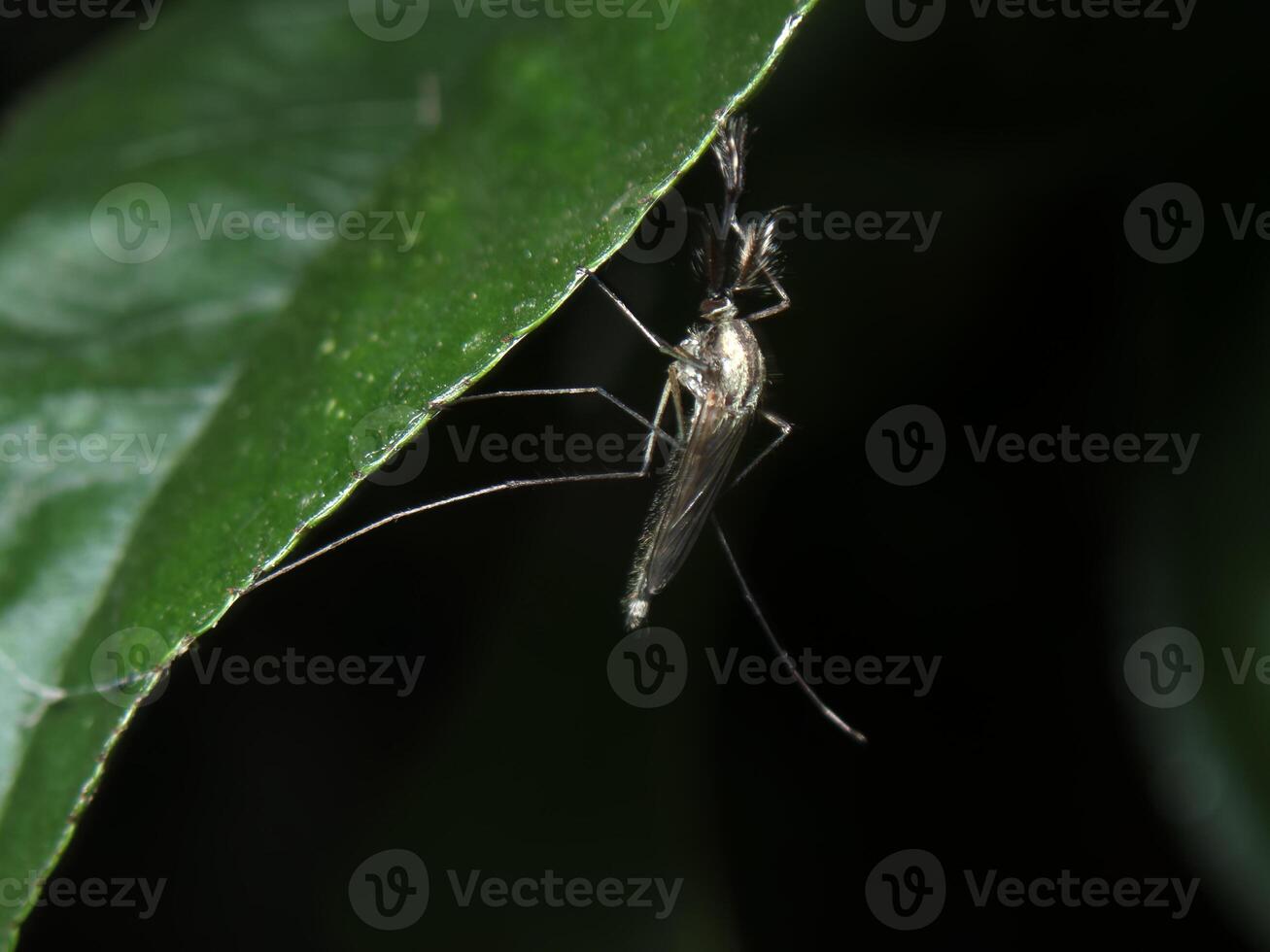 Mosquito resting on a green leaf in a dark environment during nighttime photo