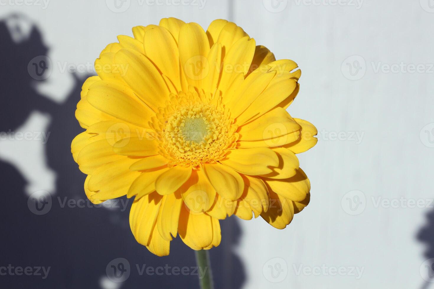Single yellow gerbera daisy in sunlight against a white wall. Bright, cheerful bloom with distinct shadow play, perfect for spring, summer, or minimal floral compositions. photo