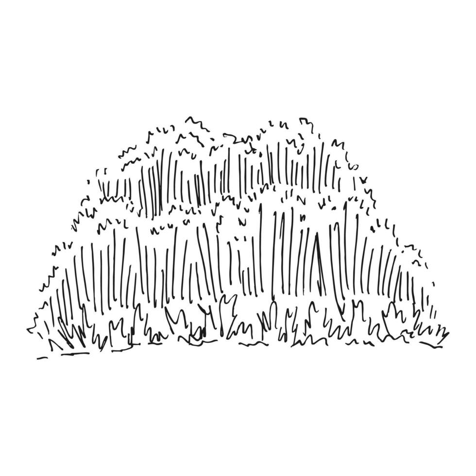 Tall grass greenery. Hand drawn illustration. vector