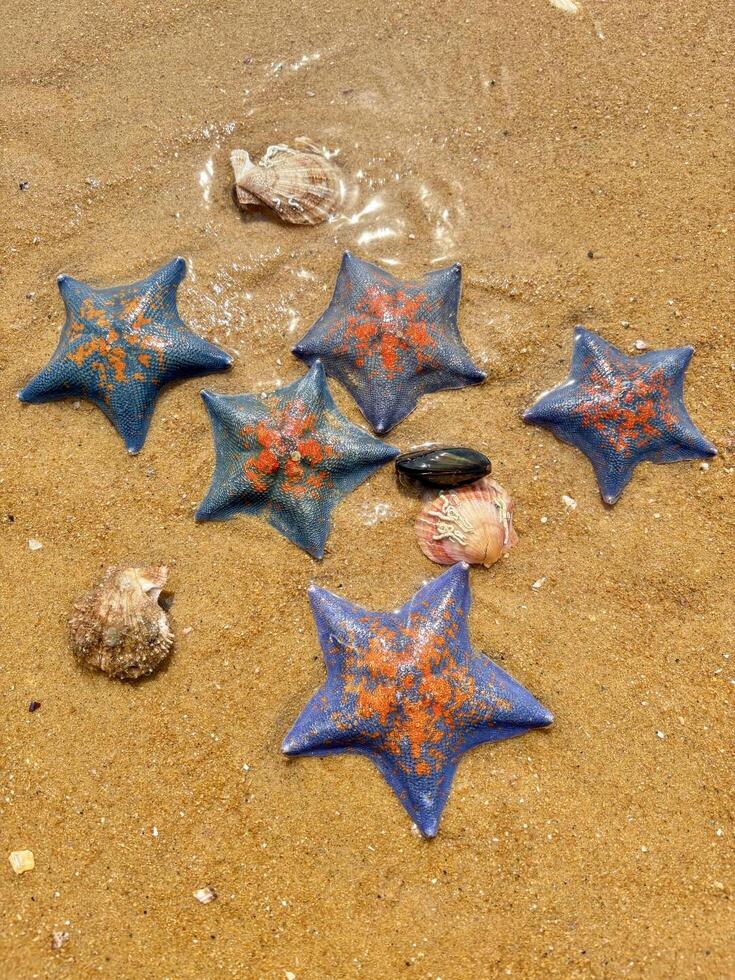 A group of starfish on the beach photo
