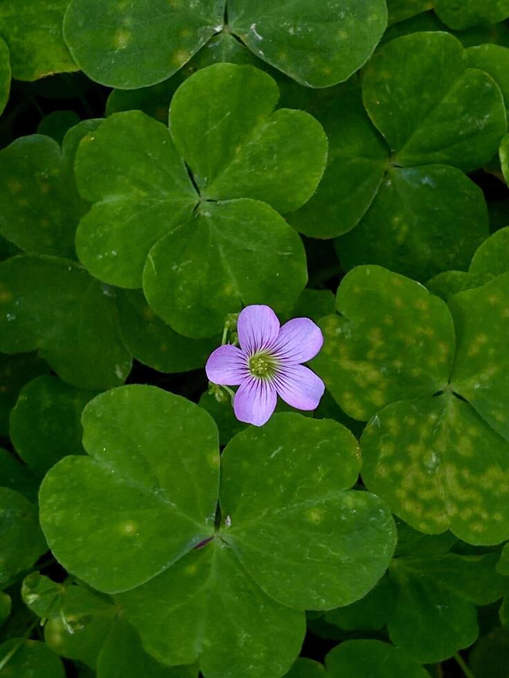 A single purple flower is surrounded by green leaves photo