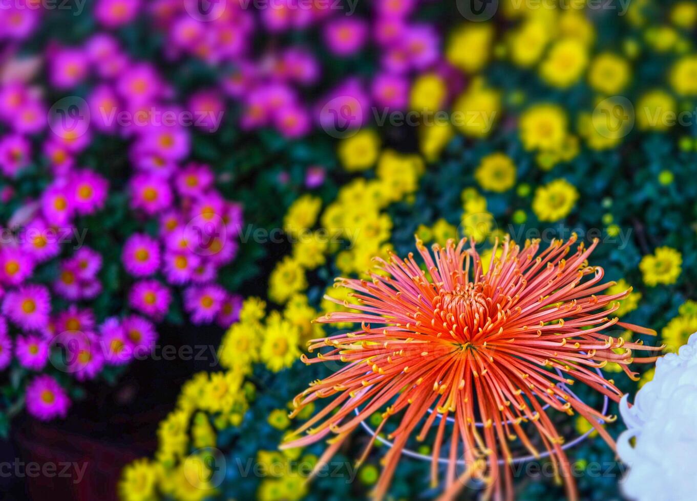 Colorful Japanese chrysanthemums flower blooming beautifully with fresh abstract shaped petals in the public garden. group of flowers in red and yellow with green leaves photo