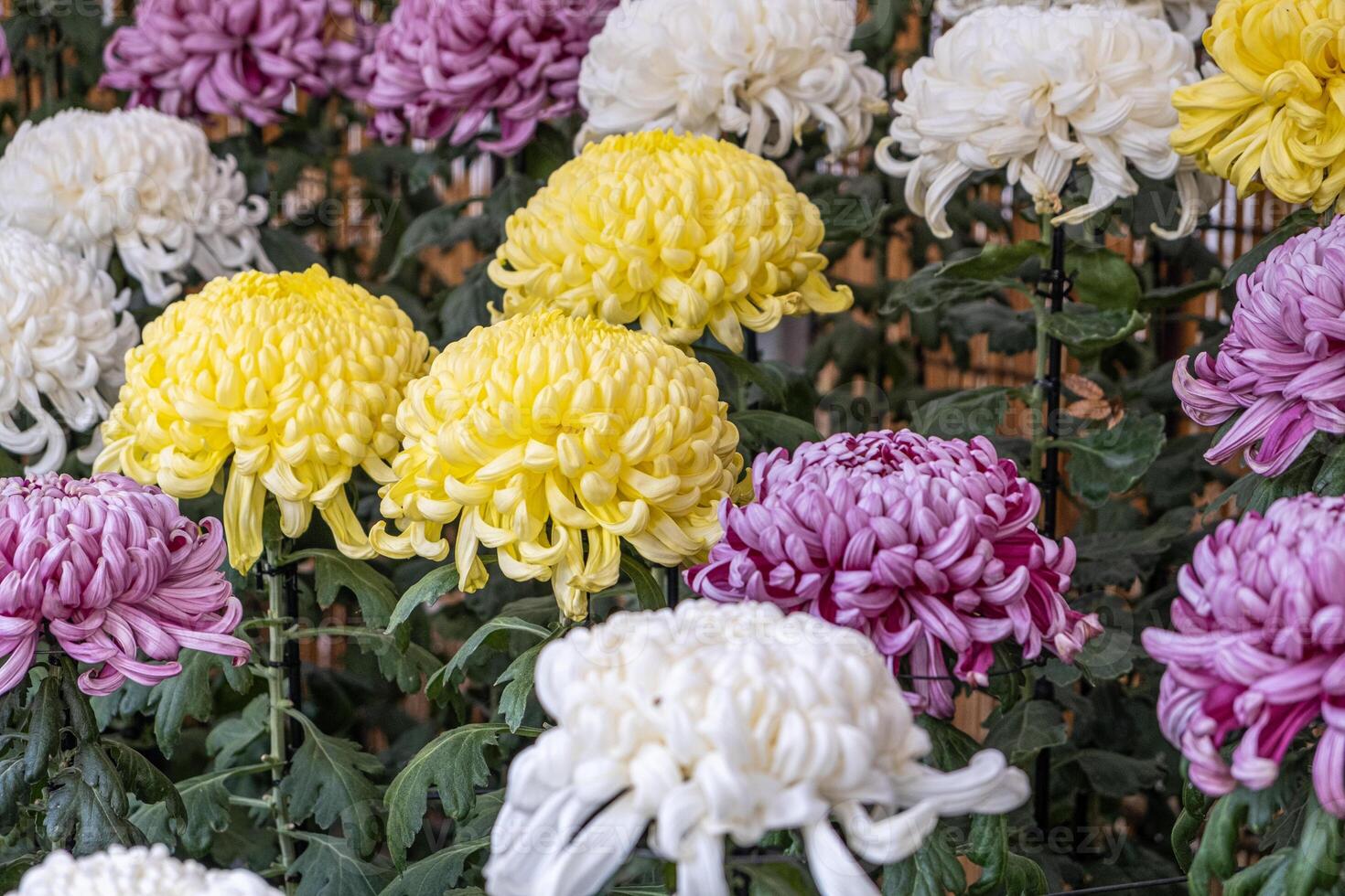 Colorful Japanese chrysanthemums flower blooming beautifully with fresh abstract shaped petals in the public garden. group of flowers in white and yellow with green leaves photo