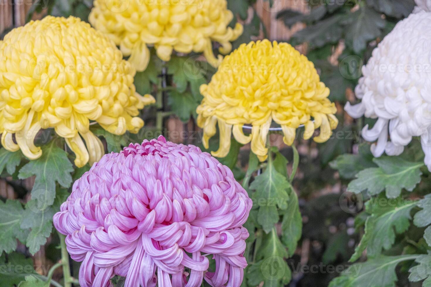 Colorful Japanese chrysanthemums flower blooming beautifully with fresh abstract shaped petals in the public garden. group of flowers in purple and yellow with green leaves photo