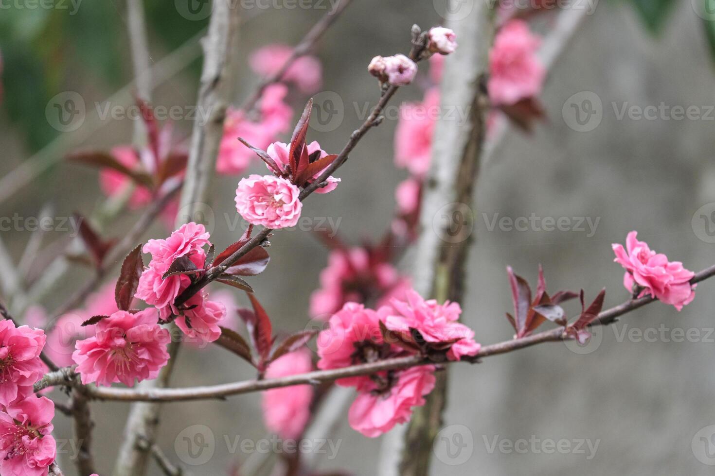 Pink and red chinese plum fresh beautiful flower similar sakura bloomimg on the tree branch. Small fresh bouquet buds and many petals layer romantic floral isolated on white background. photo