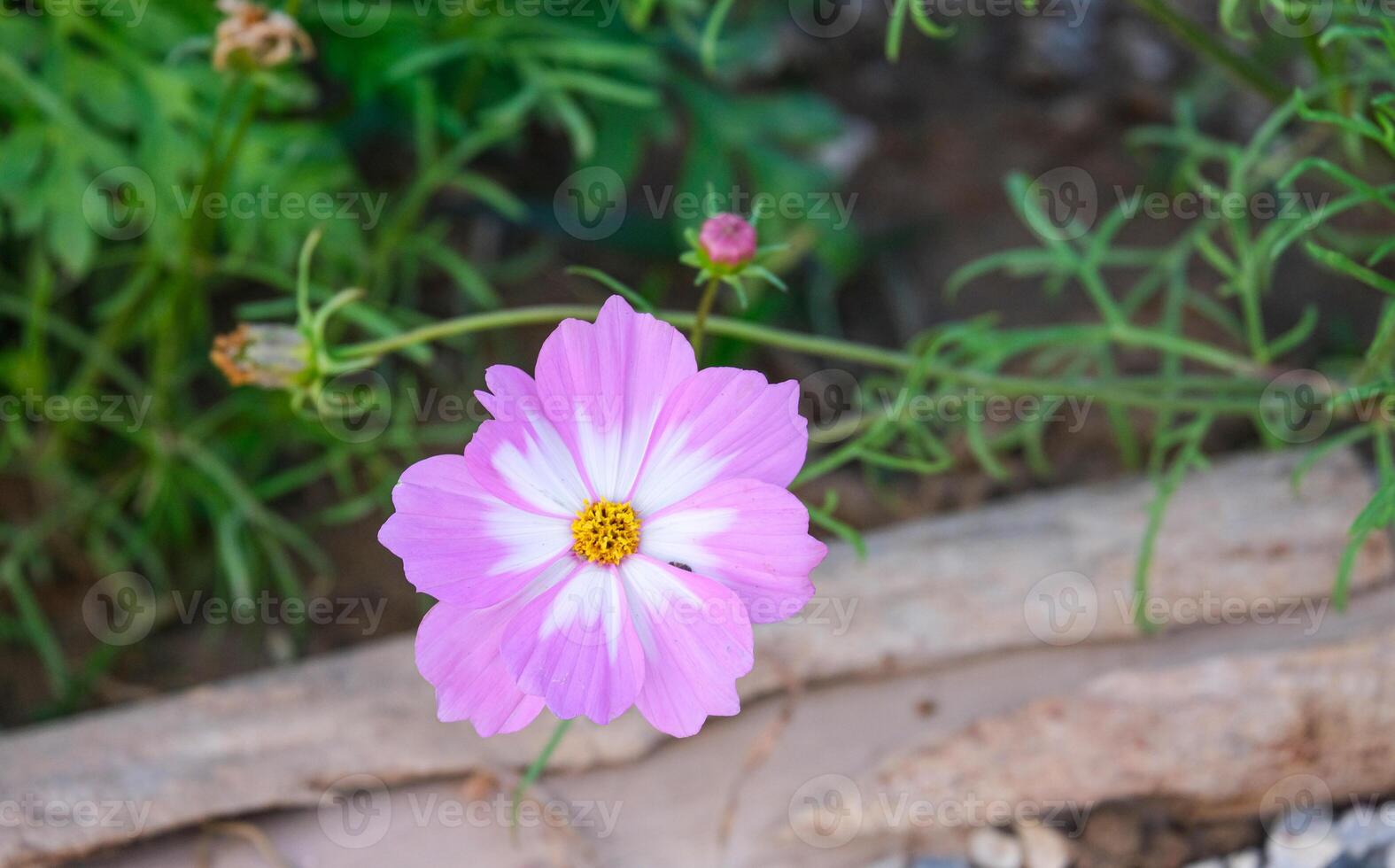 macro fresh of beautiful mix pink purple and white cosmos flower yellow pollen blooming in natural botany garden park photo