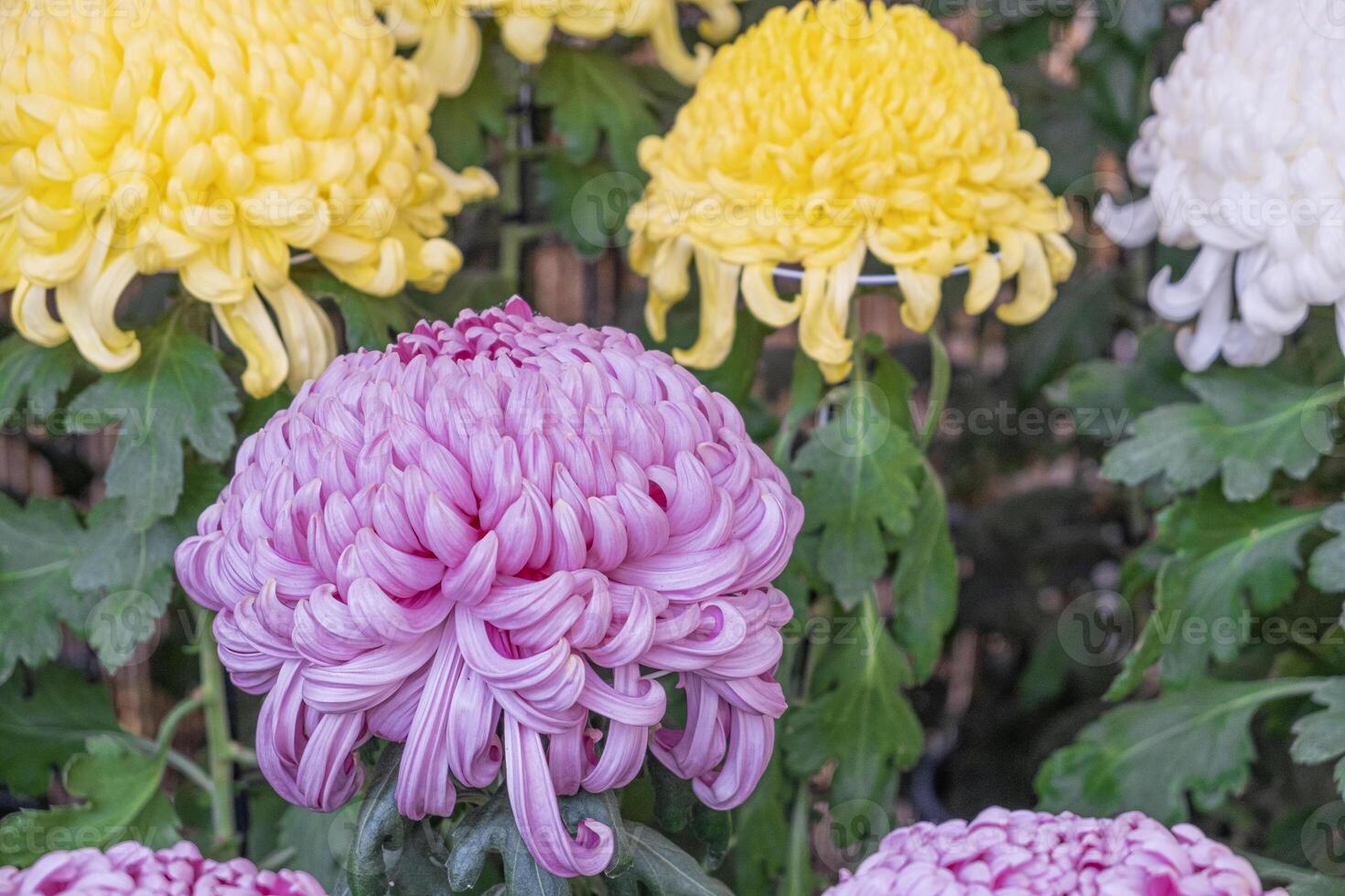 Japanese chrysanthemums Colorful flower blooming beautifully with fresh abstract shaped petals in the public garden. group of flowers in white and yellow with green leaves photo