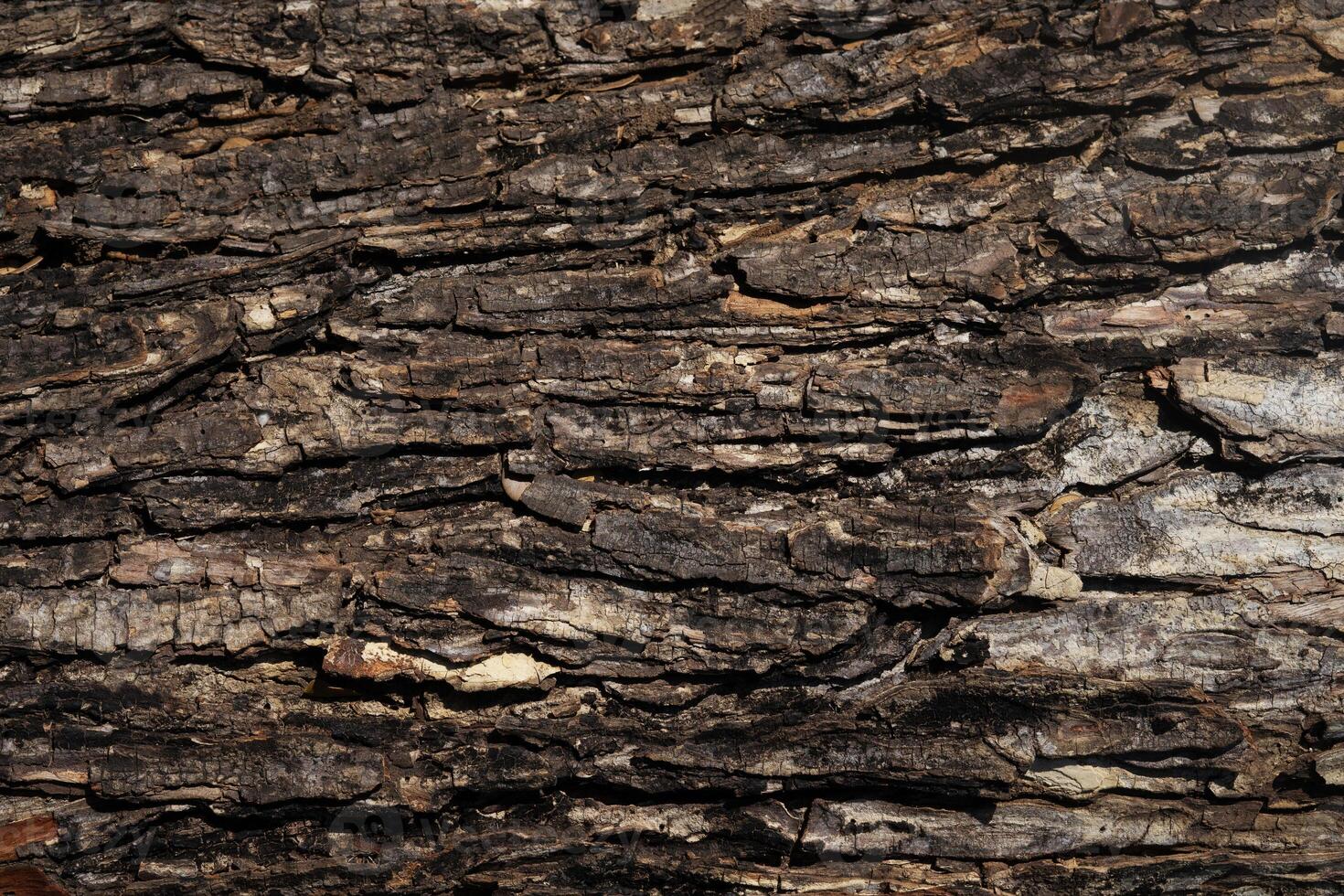 natural tree bark background photo