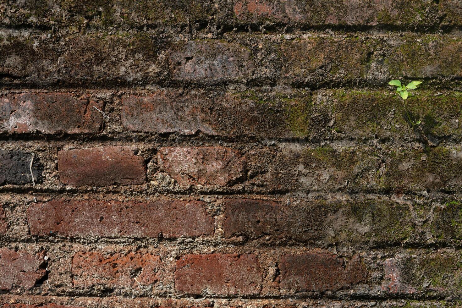 old bricks wall texture background photo