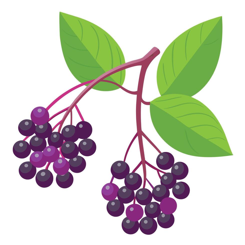Illustration of Elderberry Branch with Green Leaves and Ripe Purple Berries vector