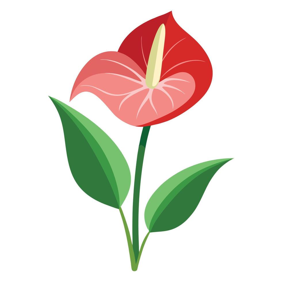 Anthurium Flower with Red Petal and Green Leaves, Botanical Illustration Style vector