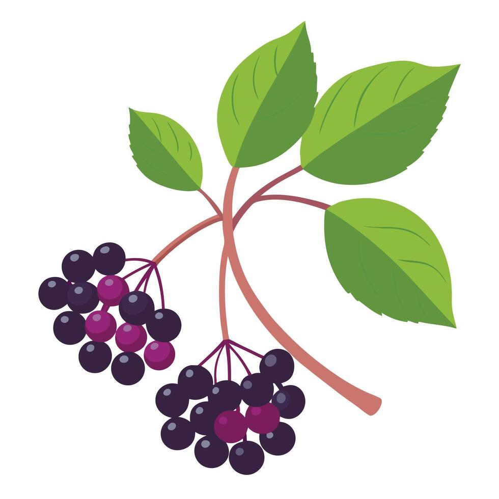 Illustrated Elderberry Branch Dark and Purple Berries with Green Leaves on White Background vector