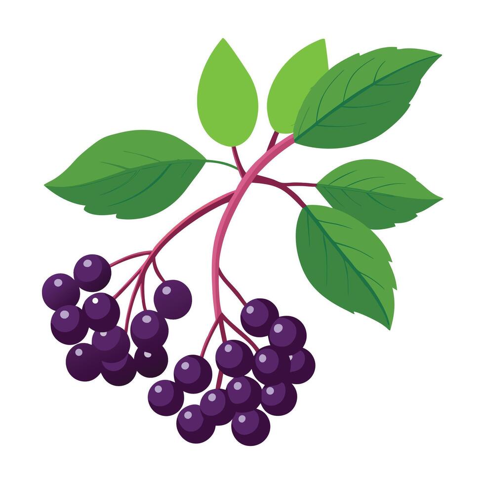 Dark Purple Elderberries with Green Leaves on a Branch, Isolated on White Background vector