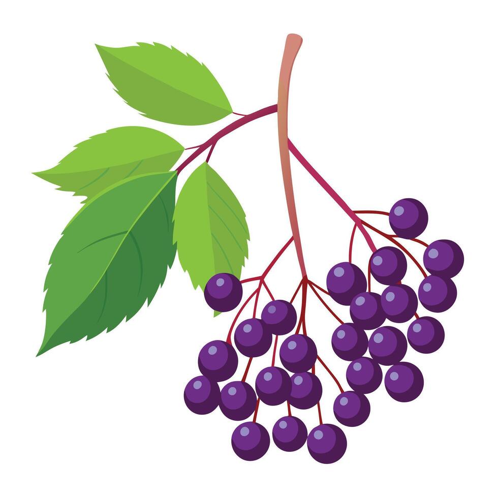 Fresh Elderberry Branch with Green Leaves and Dark Purple Berries on White Backdrop vector