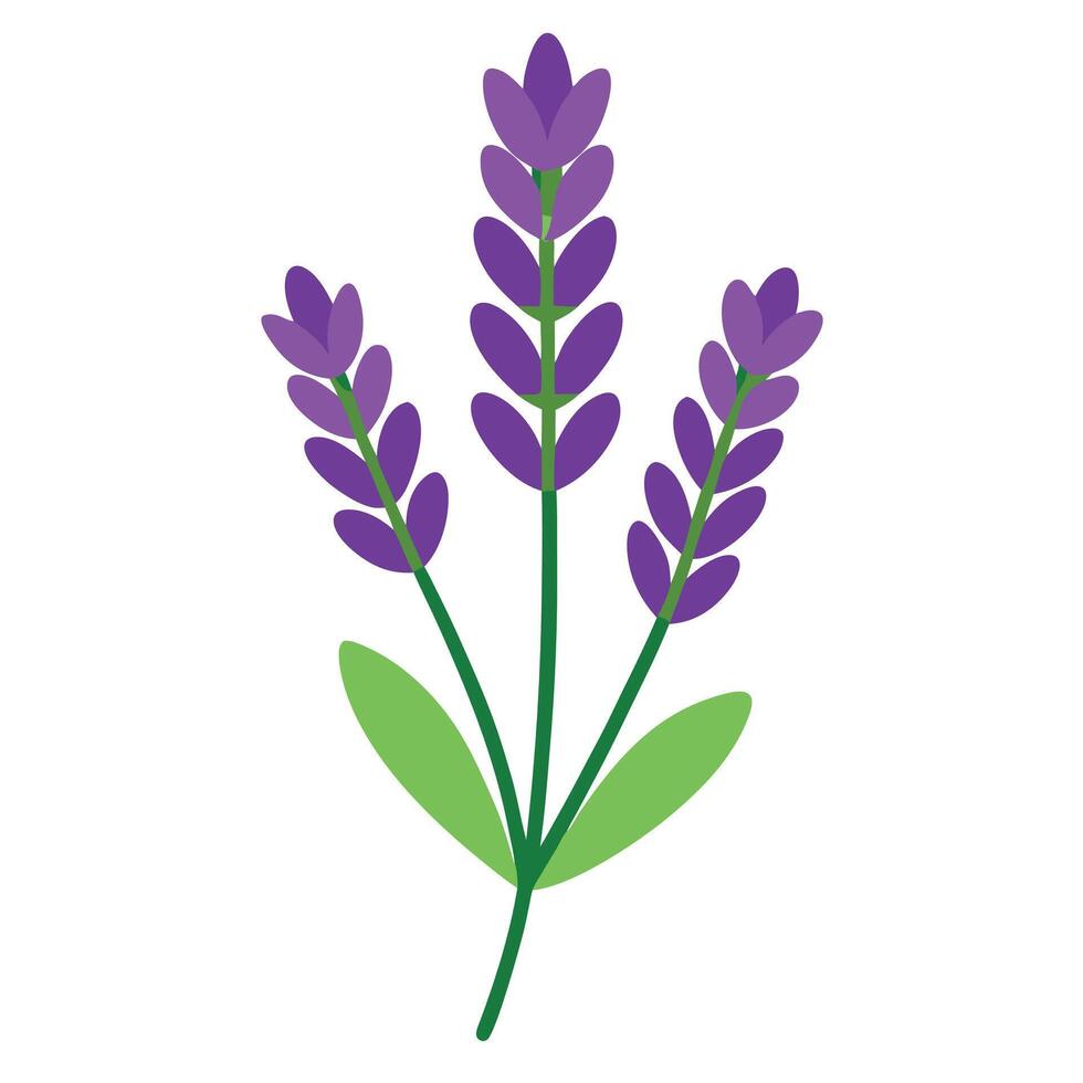 Simple Lavender Illustration of Purple Flowers with Green Leaves on White vector