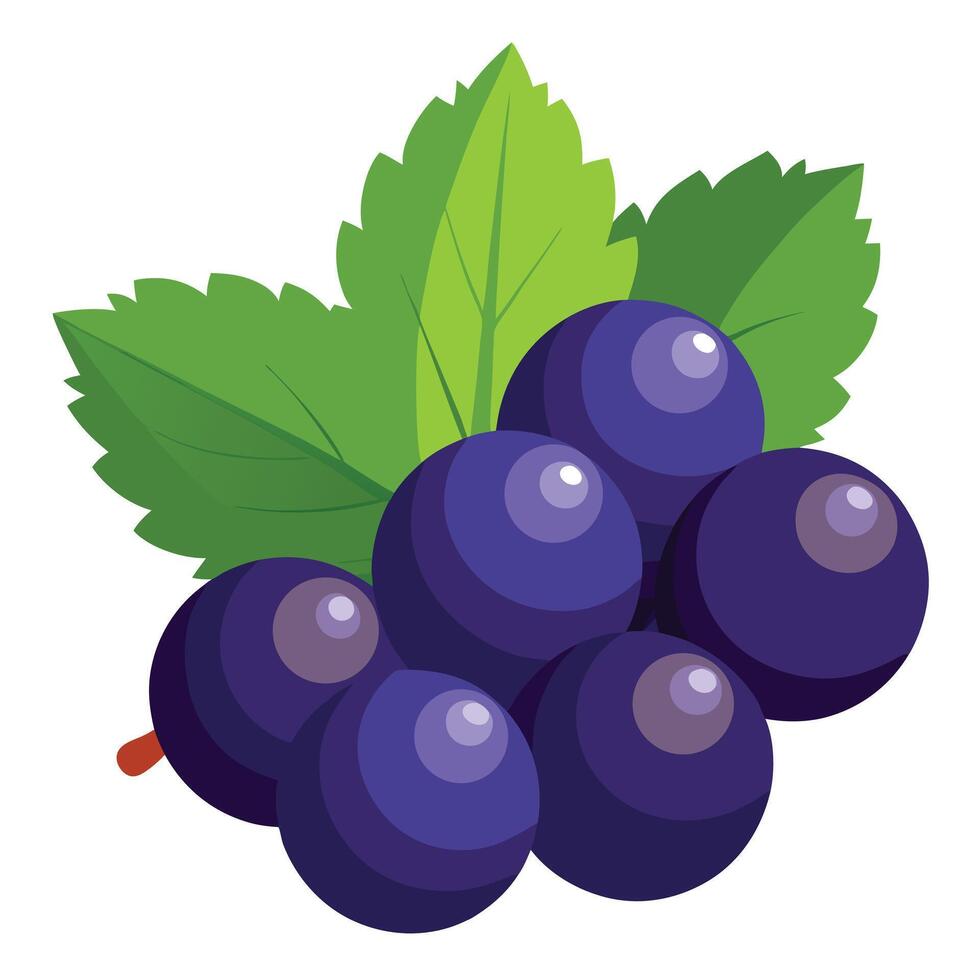 Bunch of Dark Purple Grapes with Green Leaves Isolated on White Background Illustration vector