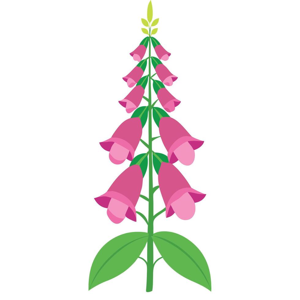Isolated Illustration of a Pink Foxglove Flower with Green Leaves on White vector