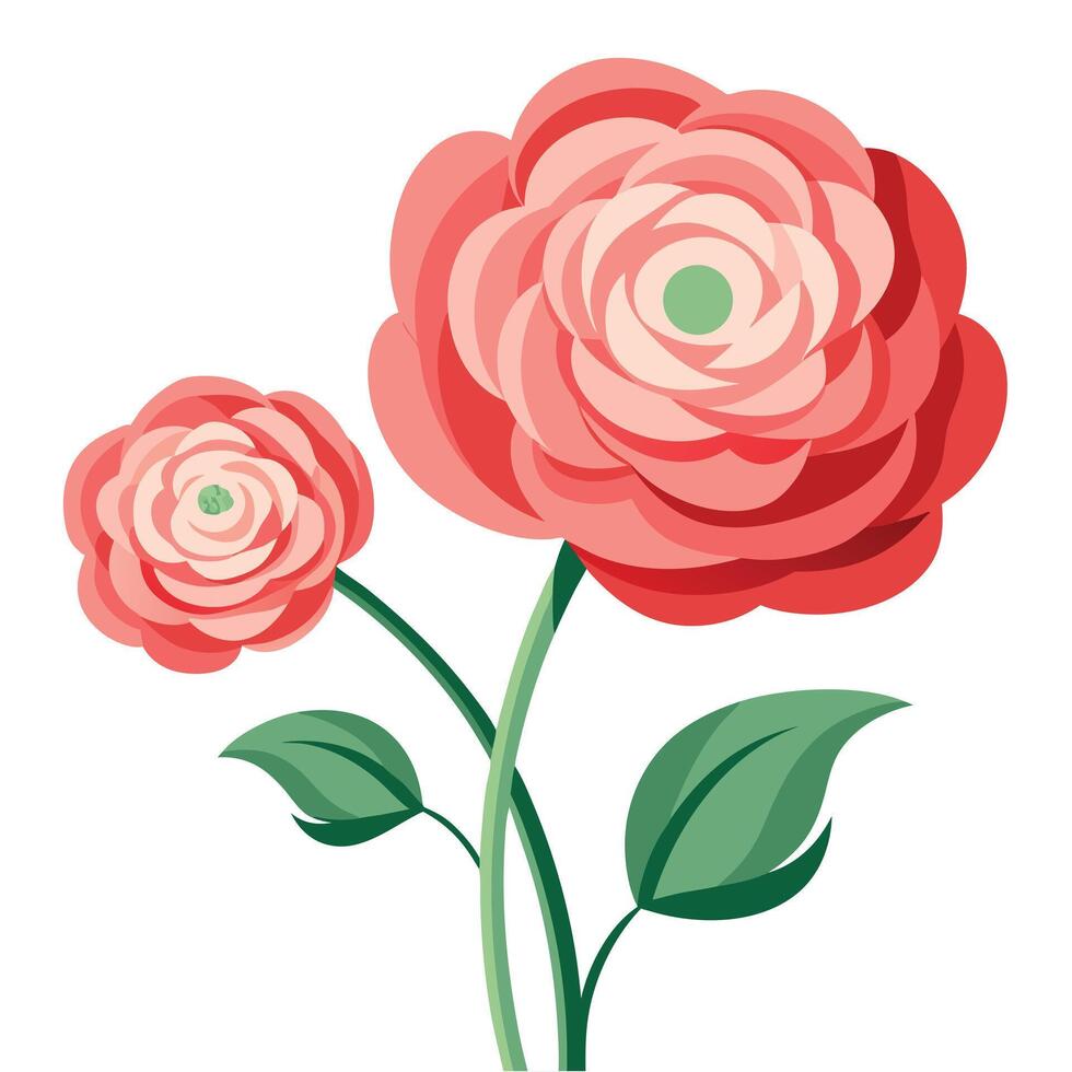 Stylized Pink Ranunculus Flowers Illustration with Green Leaves on White Background, Design vector