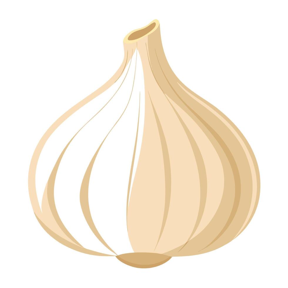 Single Beige Garlic Bulb Illustration on White Background, Simple Design for Food Content vector