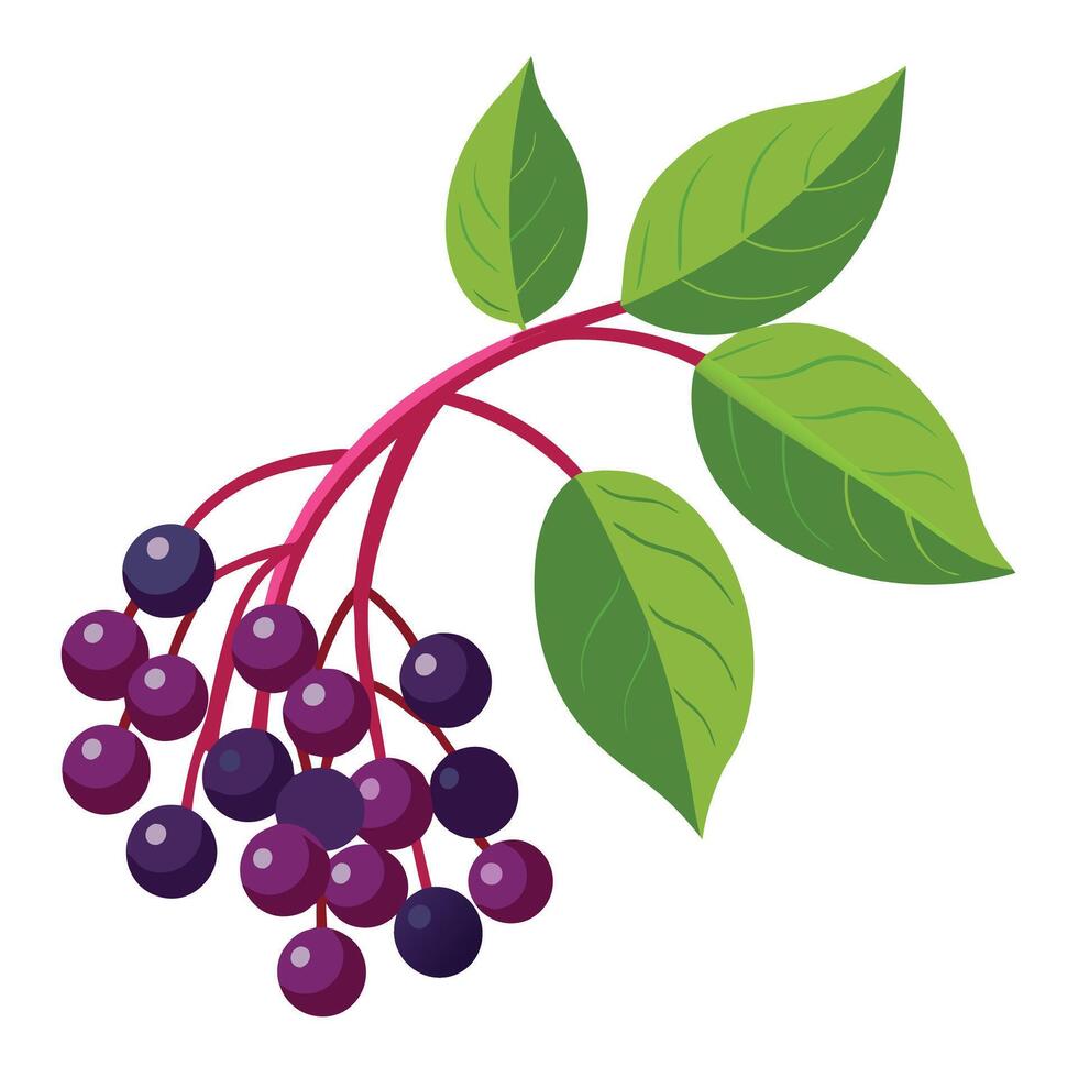 Stylized Elderberry Branch Deep Purple Berries and Green Leaves on a Pink Stem vector