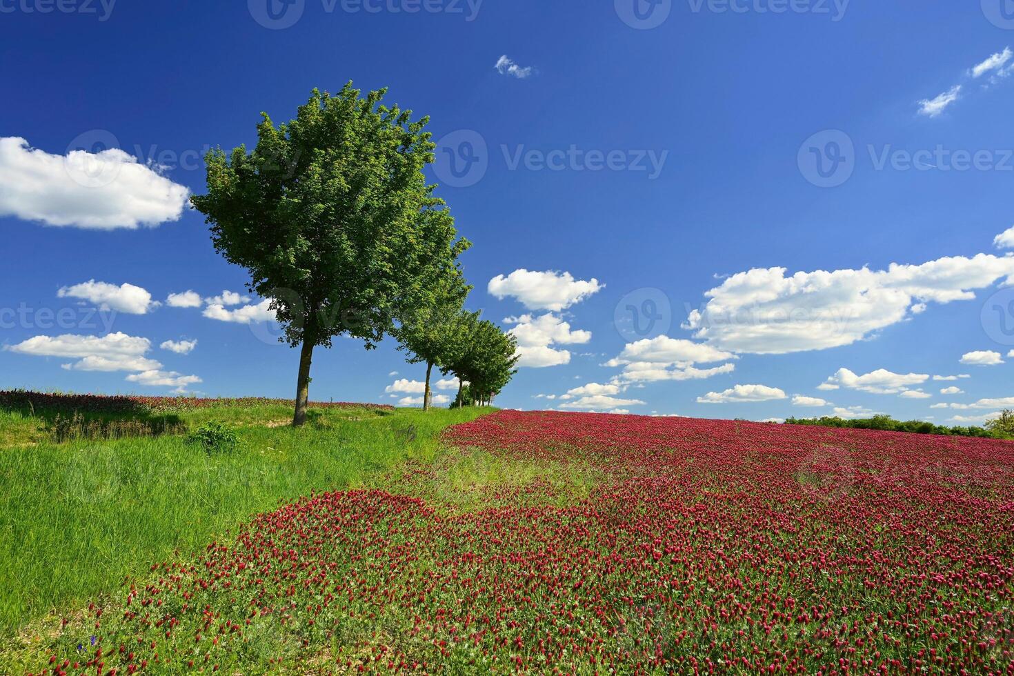 Beautiful landscape in the Czech Republic. Green nature with blue sky and sun photo