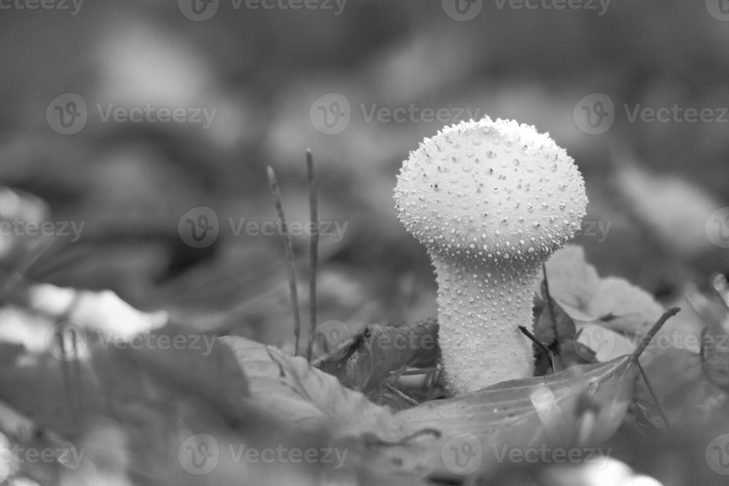 black and white, White mushroom on the forest floor, surrounded by autumn leaves photo