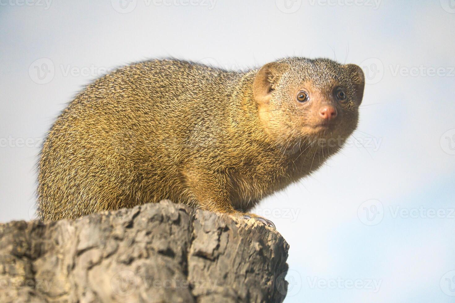 Dwarf mongoose on a tree stump in natural environment, alert and curious, with detailed fur photo