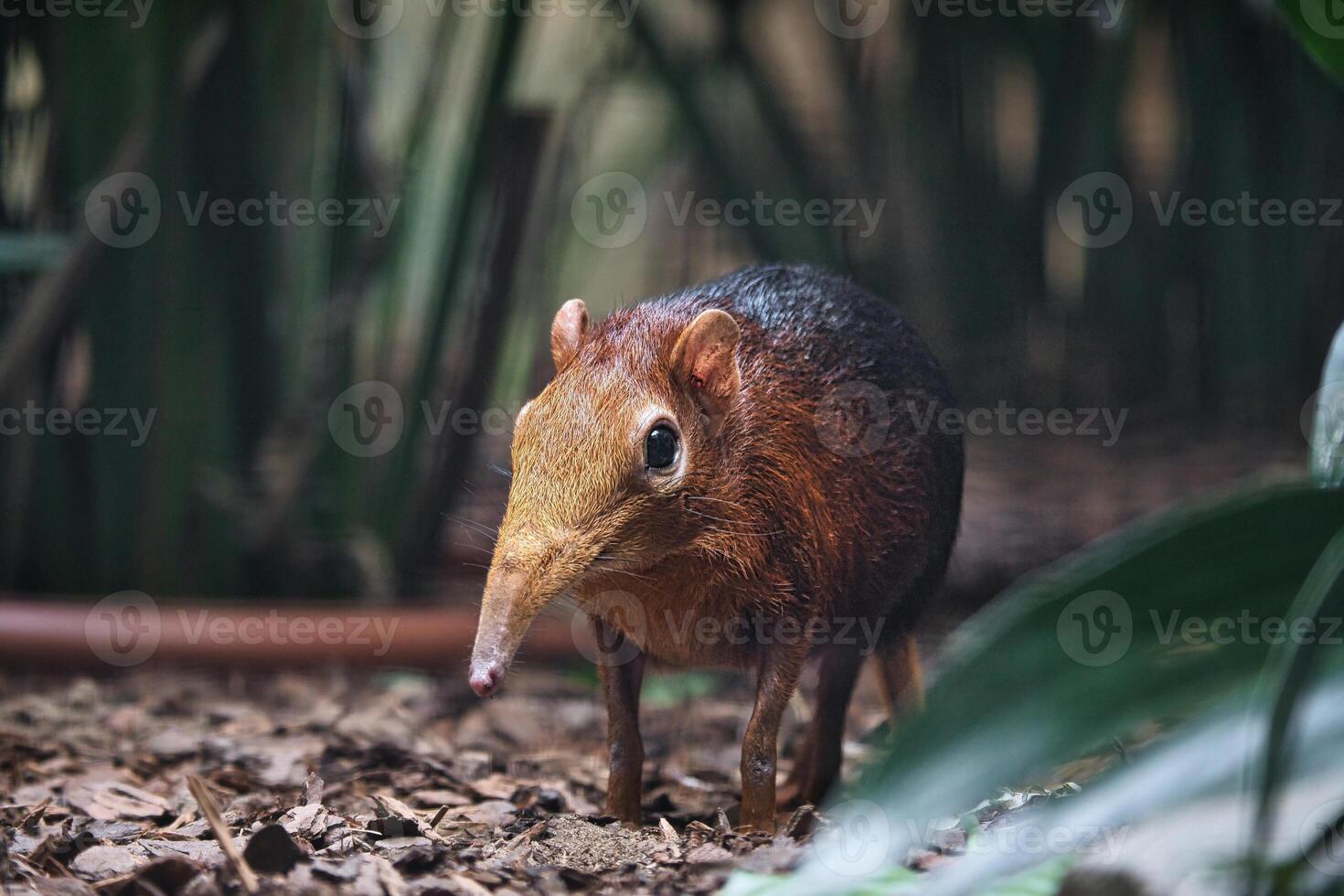 A red-backed elephant shrew in its natural habitat. shy animal with a long trunk photo