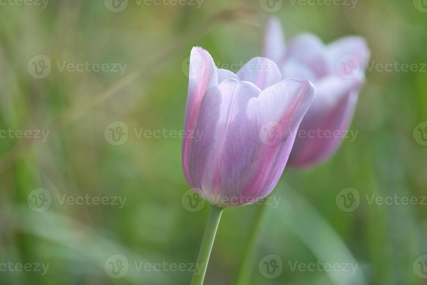 Delicate, purple tulip blossoms in close-up against a soft green background photo